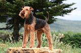 AIREDALE TERRIER 346